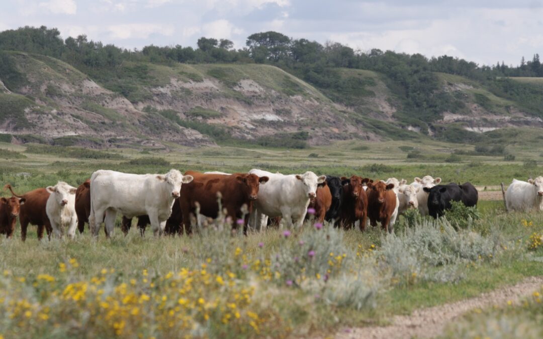 Meeting Creek Heifers