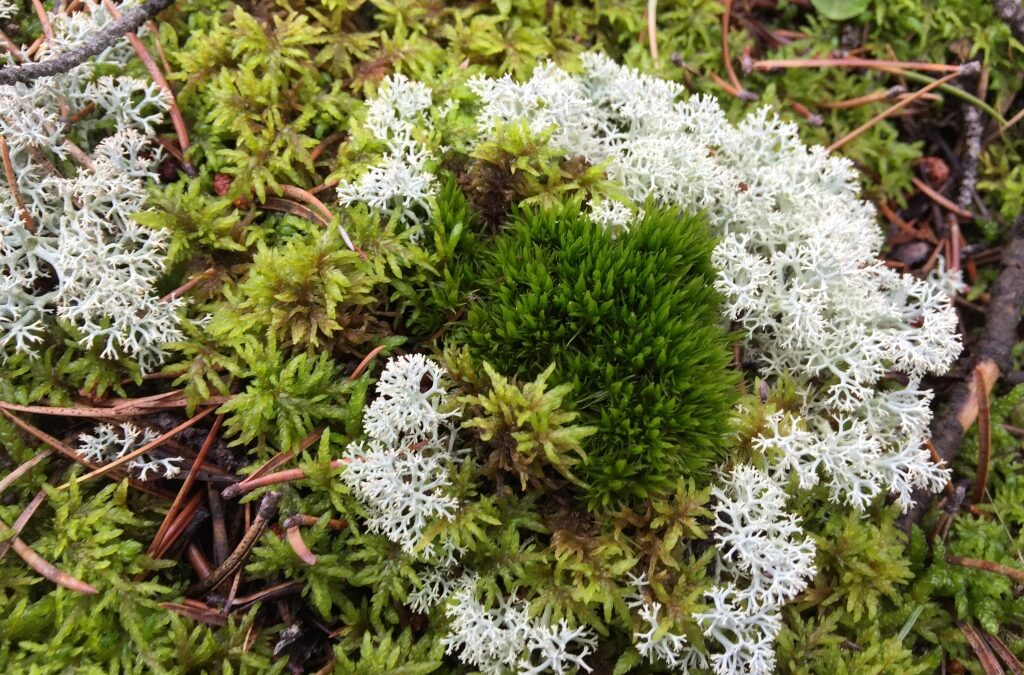 Moss & Lichen