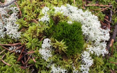 Moss & Lichen