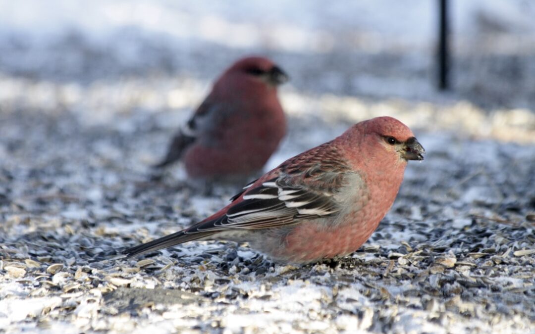 Gorgeous Pine Grosbeaks