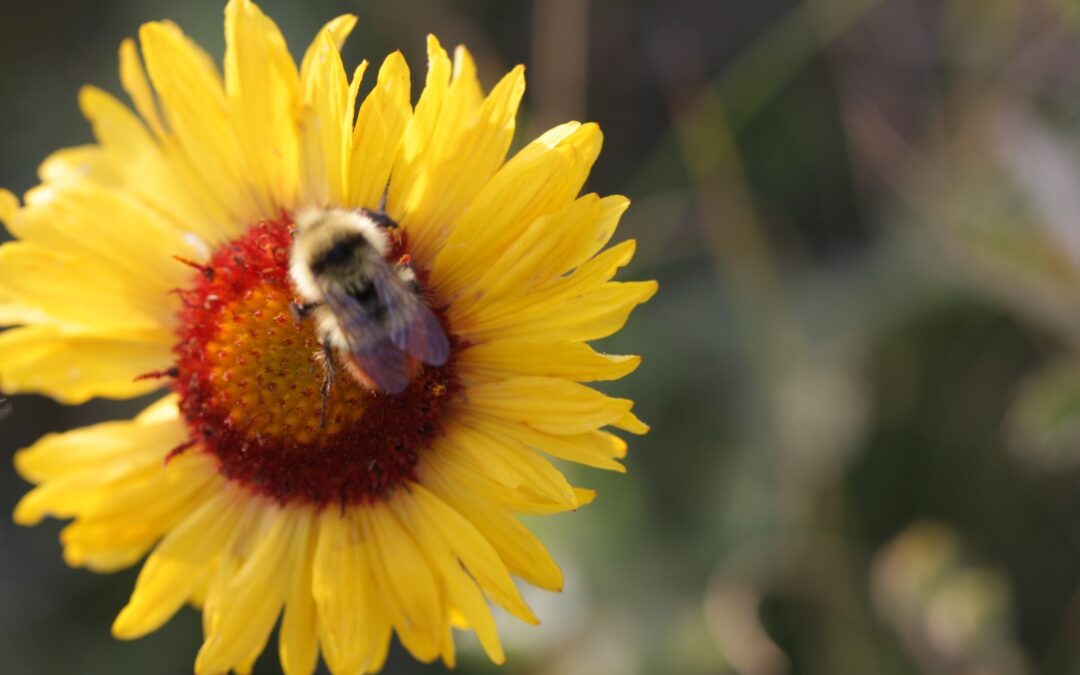 Bumbler on a Gaillardia