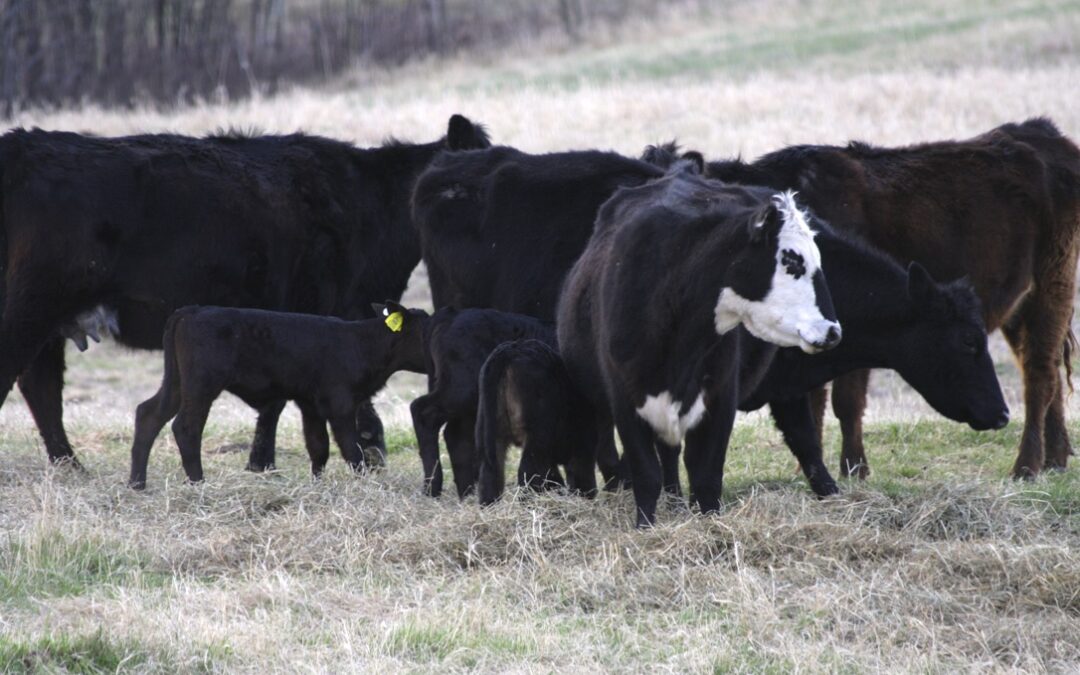 Kinsella Cows