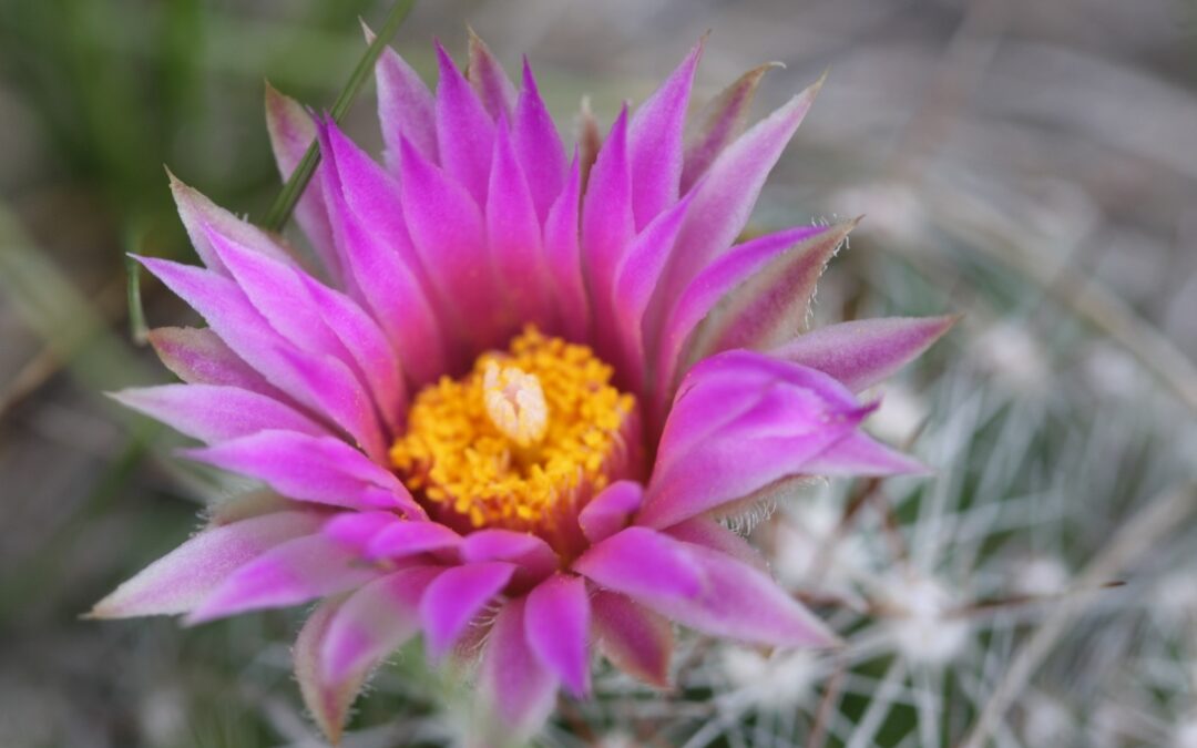 Pincushion Blooms