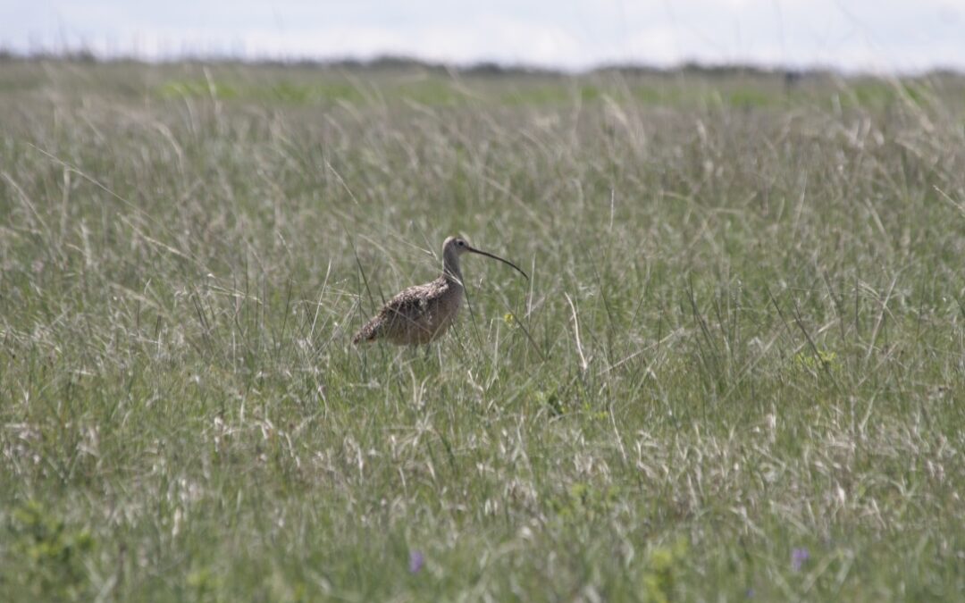 Grassland Curlew