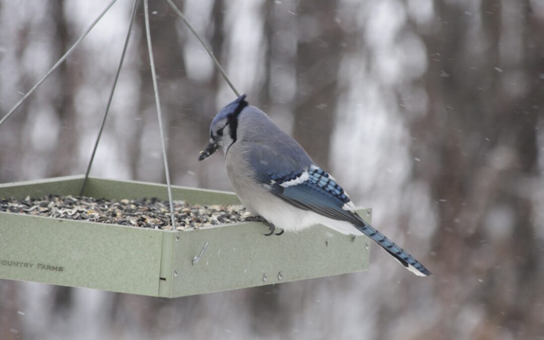 Blue Jay at the Feeder