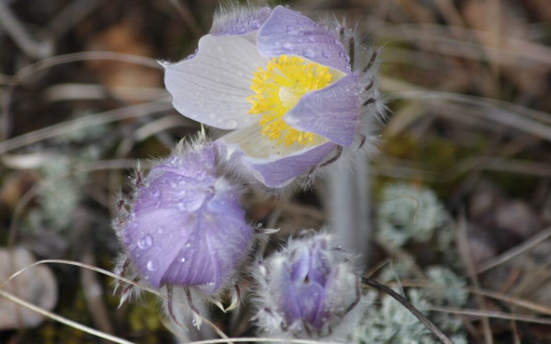 Raindrop Spring Crocuses