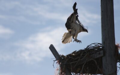 Lethbridge Ospreys