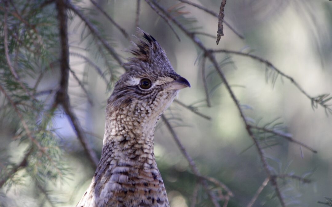 Photogenic Ruffed Grouse