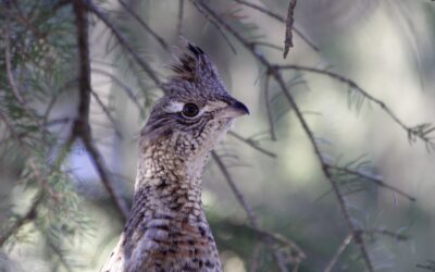 Photogenic Ruffed Grouse