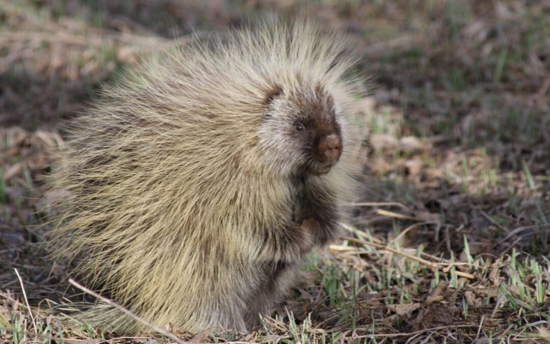 A Porcupine