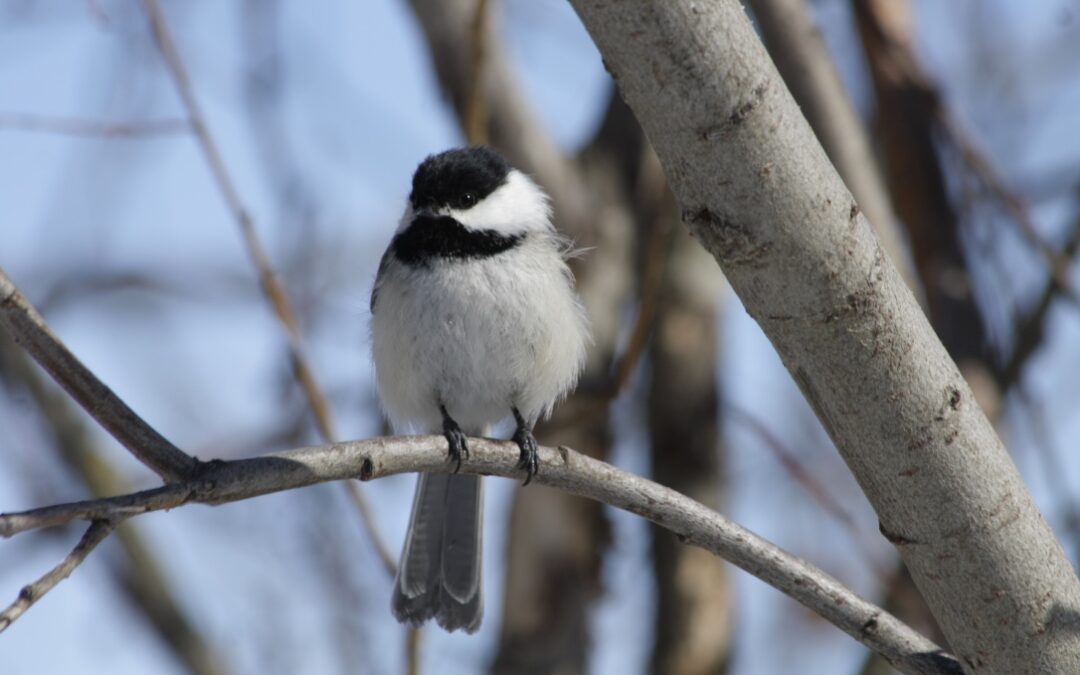 Winter Black-capped Chickadee