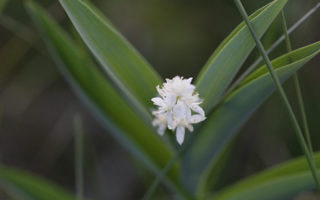 A Solomon’s Seal