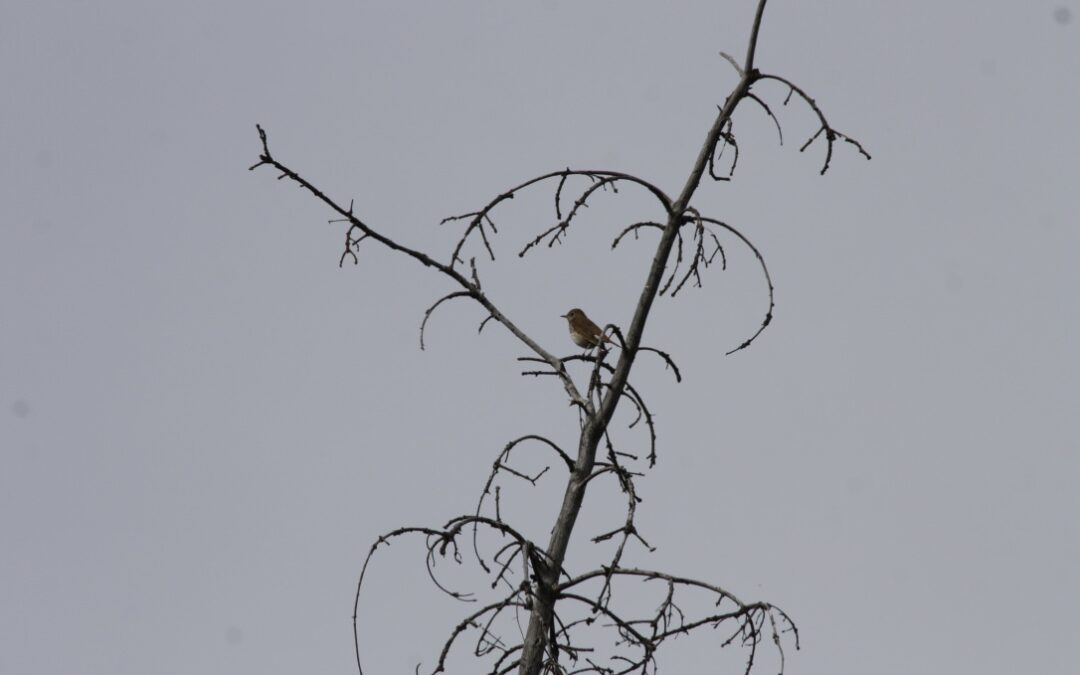 Tree Top Thrush