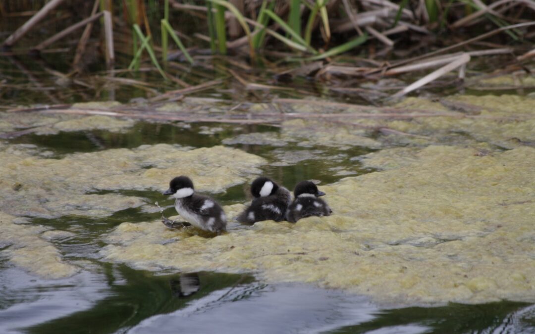 Bufflehead Babies