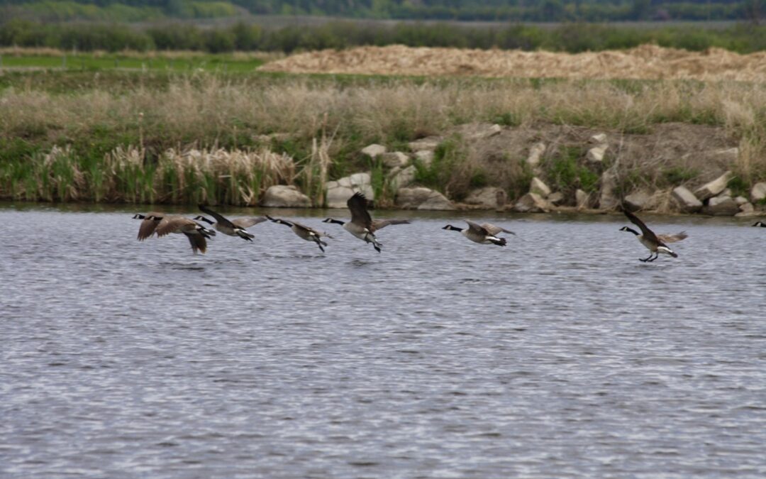 Geese Over Water