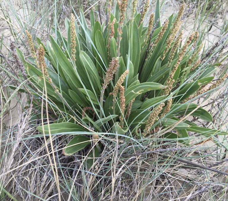 Lone Plantago