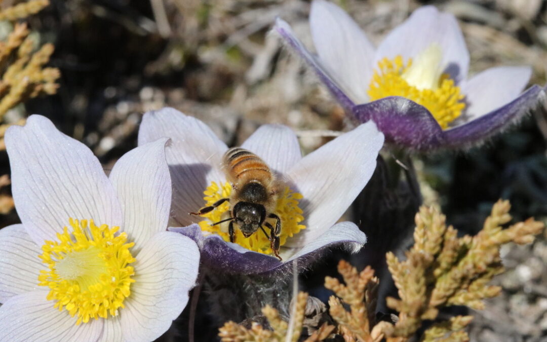 This Bee Loves Crocuses