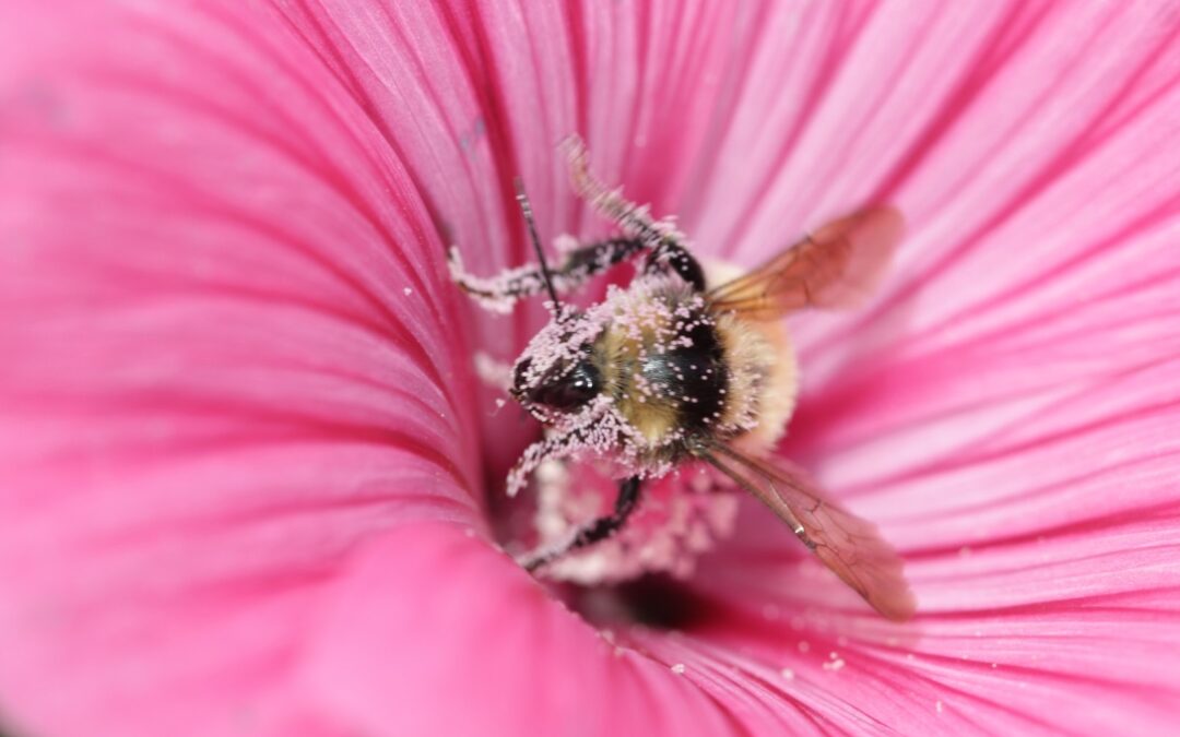 Lavatera Pollinator