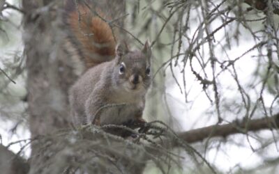 Caught a Squirrel!