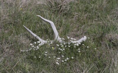 Antler Among Asters