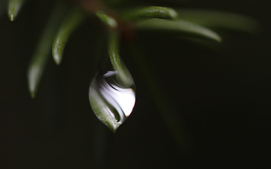 Spruce Rain Drop