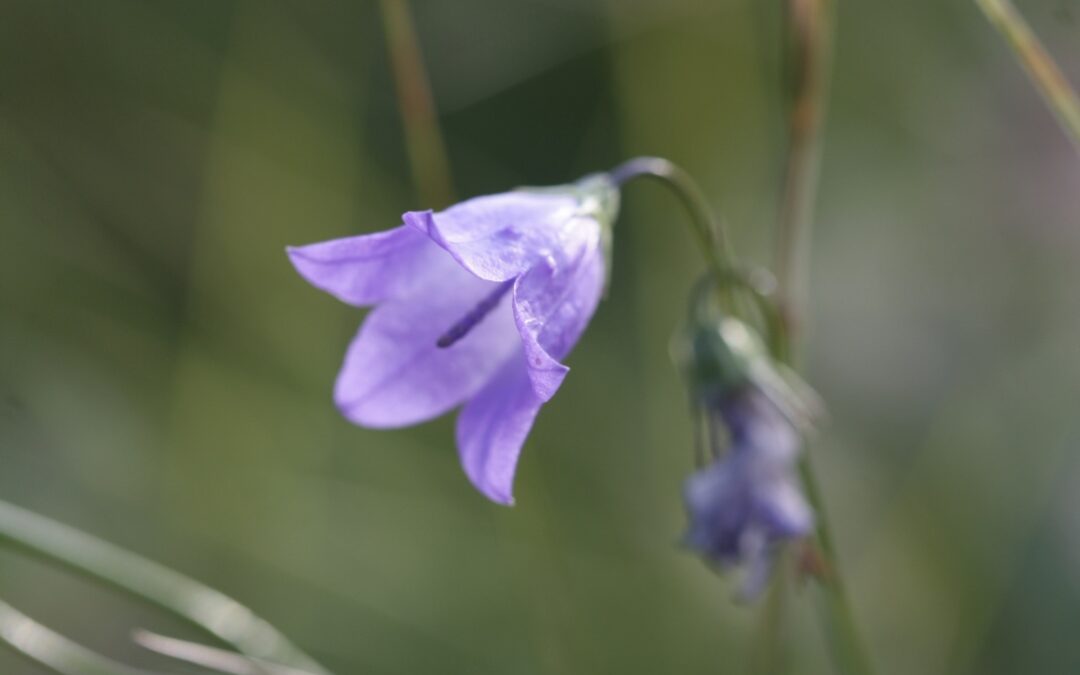 Single Bluebell