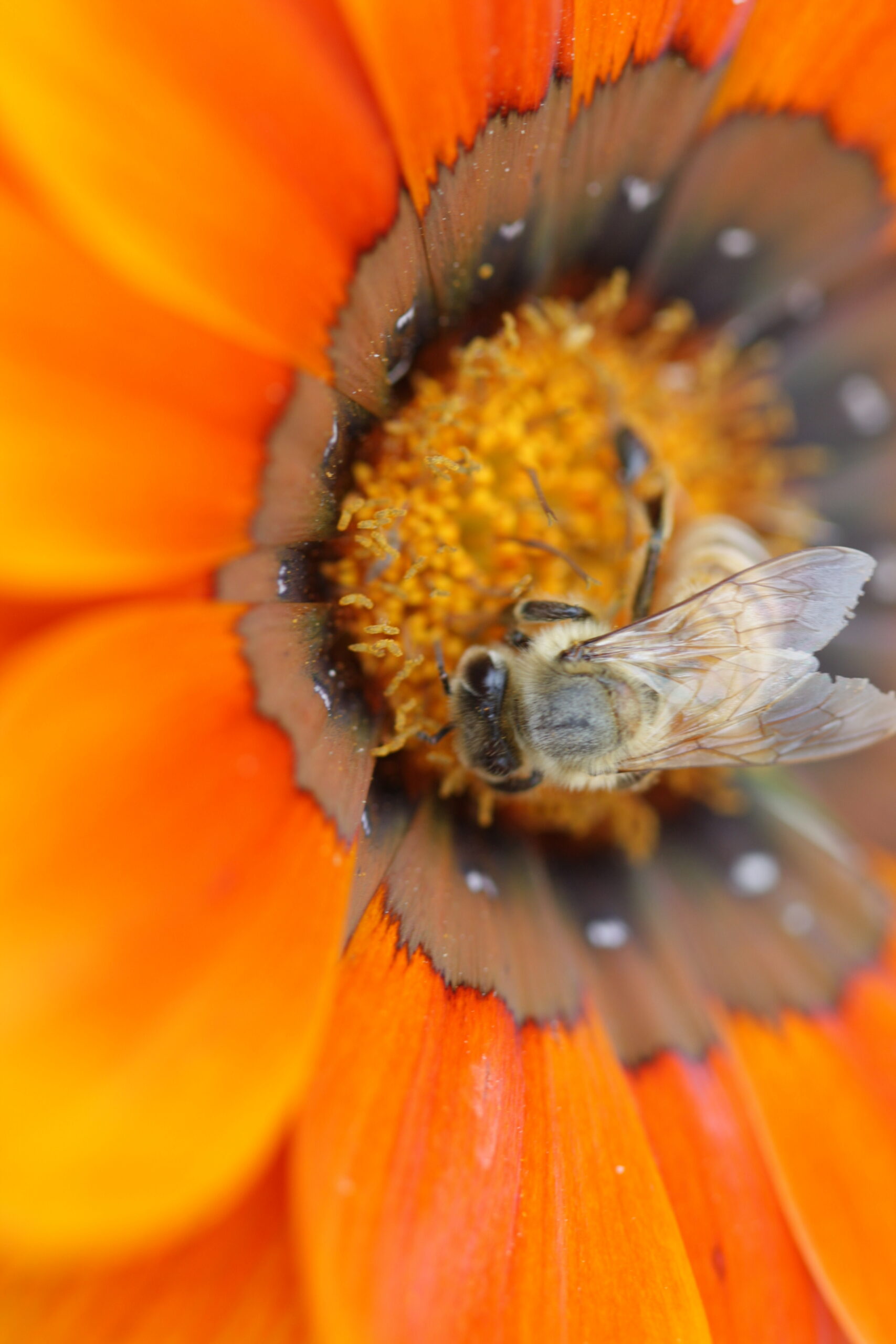 Honeybee on a Gerbera