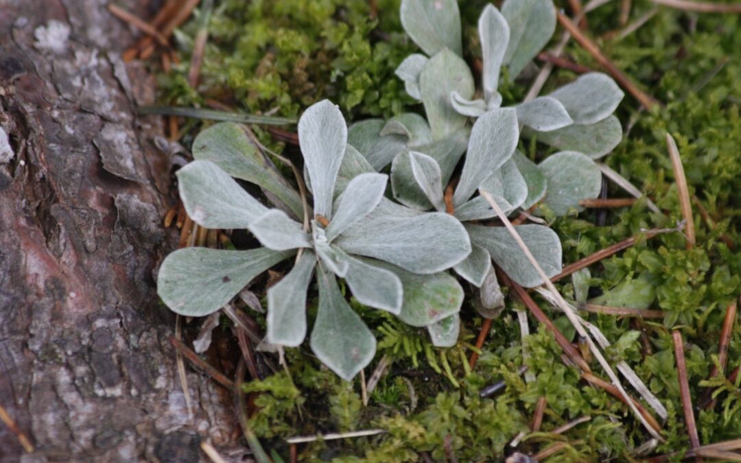 Mossy Antennaria