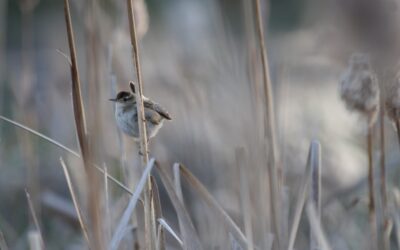 The Cutest Marsh Wren