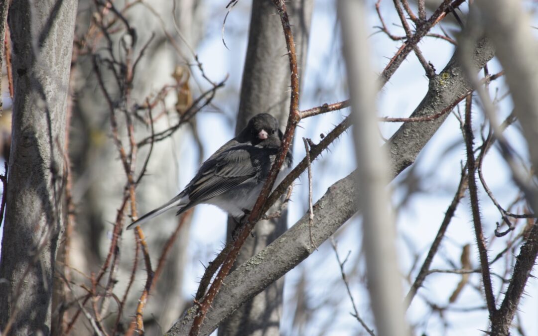 The Juncos are Coming!