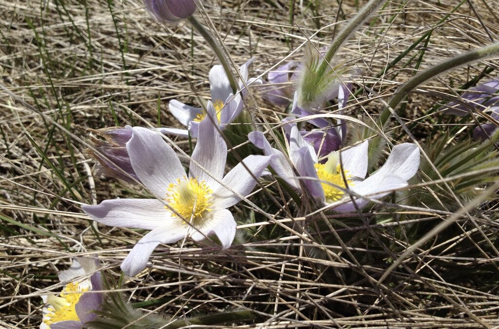 Prairie Spring Bloom