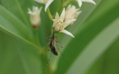 Mosquito on White Flower